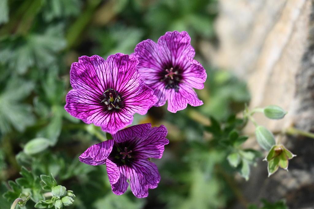 2025-06138938 Tower Hill Botanic Garden, MA.JPG - Geranium (Geranium cinereum 'Laurence Flatman'). New England Botanic Garden at Tower Hill, MA, 6-13-2025